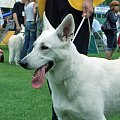 #WhiteSwissShepherd #BialyOwczarekSzwajcarski