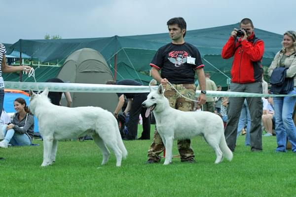 #WhiteSwissShepherd #BialyOwczarekSzwajcarski