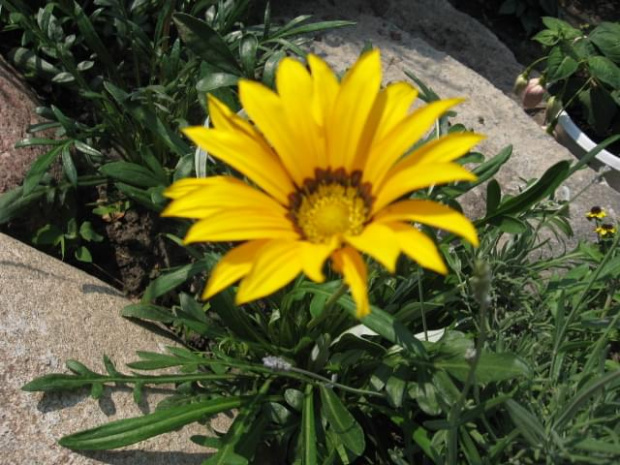 gazania