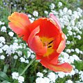 tulipan #ogród #wiosna #kwiat #tulipan