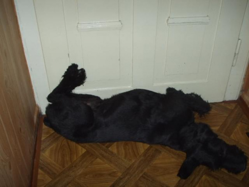 Rolf, jego ulubiona pozycja pod drzwiami