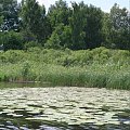 #woda #jezioro #liście