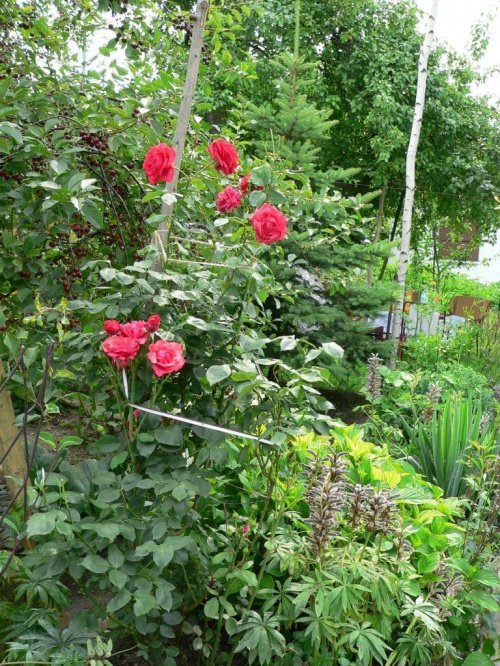 #kwiaty #ogród #róża