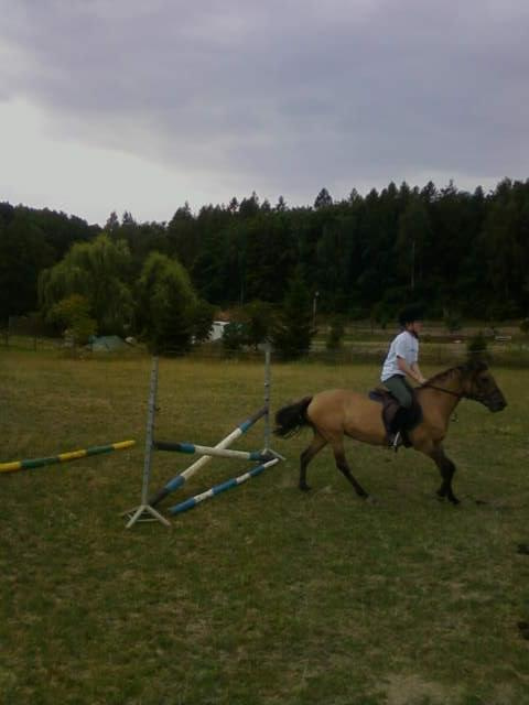 konie #okiko
