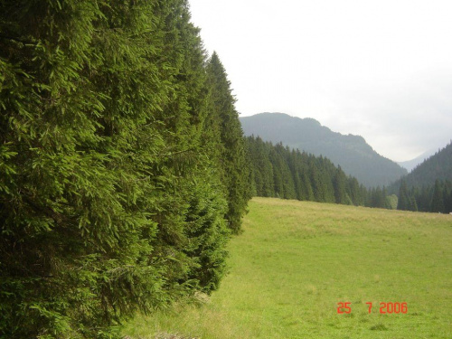 Drzewa ciągnące się w Tatrach #góry #przyroda #Tatry #krajobraz #lato #drzewa #łąka