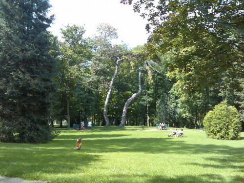 Fajne drzewo w parku w Poissy #park #Poissy #drzewo #Fraccja