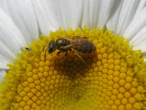 Zlotko;) #owady #kwiaty #lato