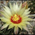 248.Hamatocactus hamatacanthus