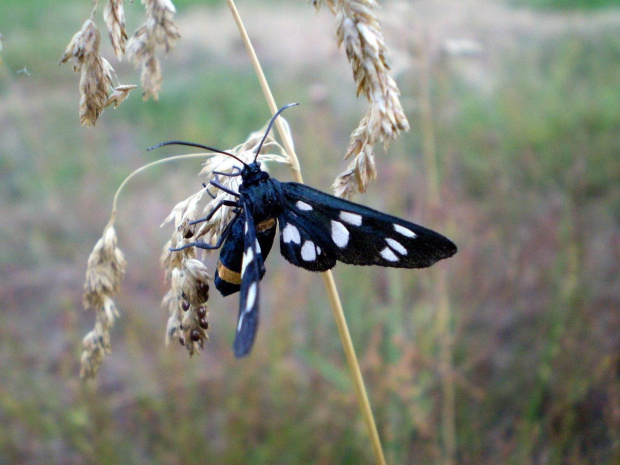 Oblaczek granatek - Amata phegea . Data : 02.07.2008. Miejscowość : Talary .