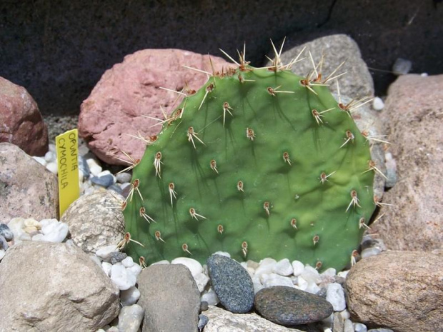 Opuntia cymochila