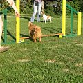 trening agility 29.07.08 foto: Agafig