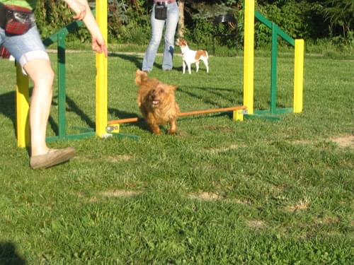 trening agility 29.07.08 foto: Agafig