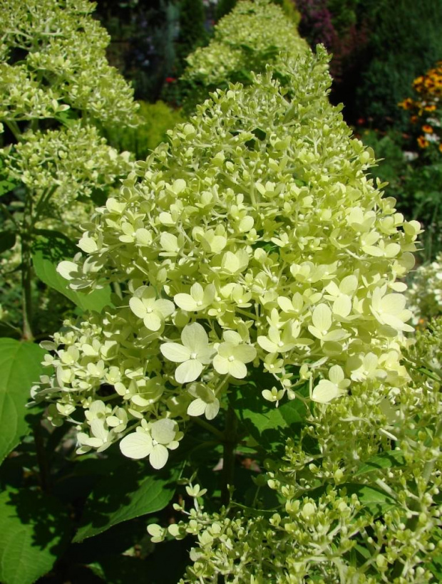 #HydrangeaPaniculata #HortensjaBukietowa #hortensje #hydrangeas #Limelight