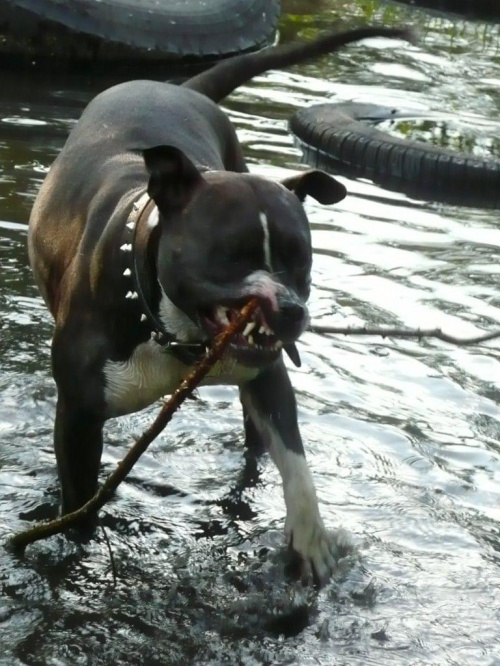 Tora walczy z patykiem2