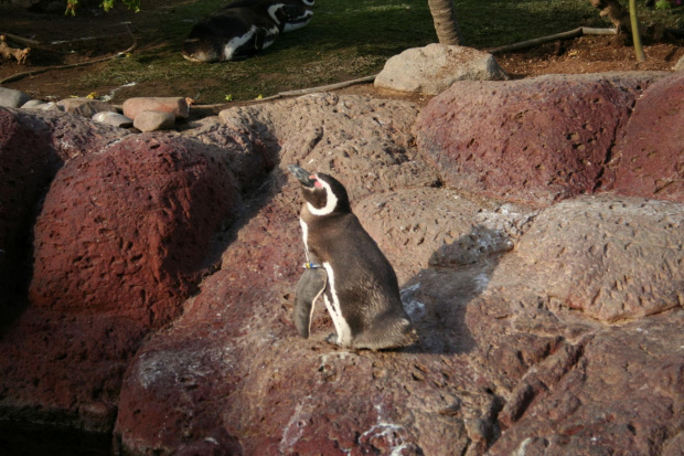 Los pingwinos co im upal nie przeszkadza :-) #Pingwiny