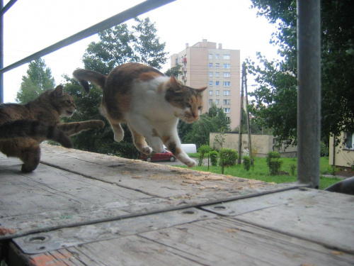 Koty moje i z sąsiedztwa #Koty