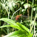 Szablak podobny - Sympetrum striolatum . Data : 28.07.2008. Miejscowość : Piaski Wielkopolskie .