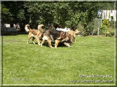 #leonberger #AptekaNatury