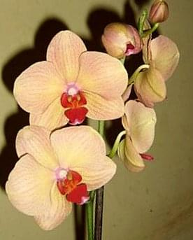 Phalaenopsis "Marianne?