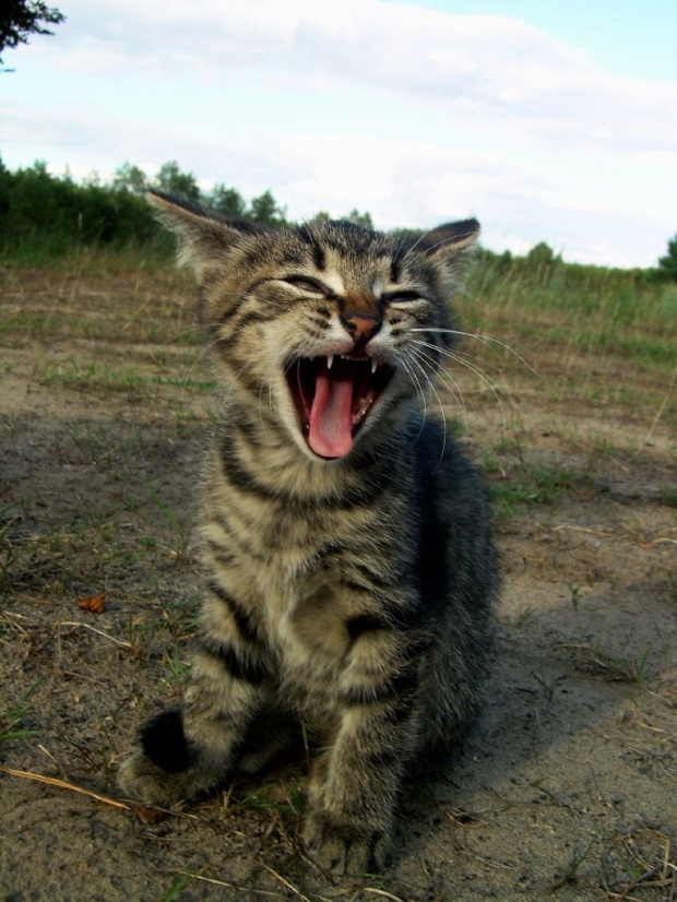 jestem taaaaaakiii śpiącyyy...kotki Martuszki #kot #kotek #kociak