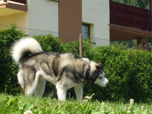 masza z howerli #MASZA #MASZAZHOWERLI #ALASKANMALAMUTE