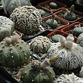 Astrophytum asterias