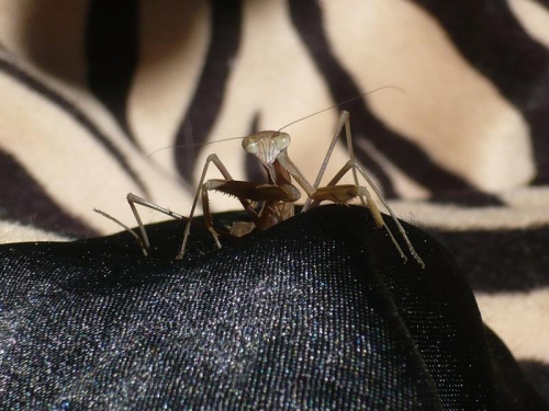 Tenodera aridifolia sinensis L6 male