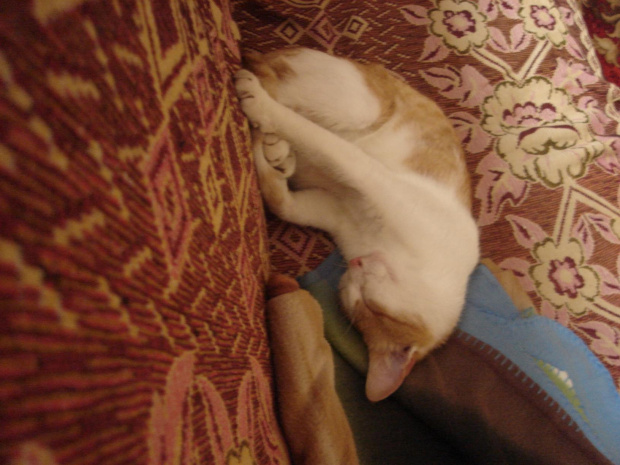 #kot #łóżko #lenistwo #leń #śpioch #pokój