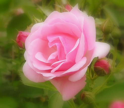 #kwiat #ogród #przyroda #róża #zieleń