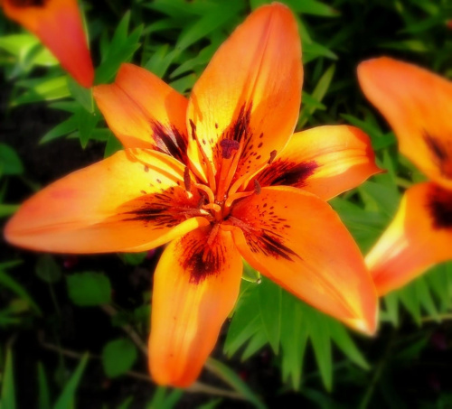 #kwiat #ogród #przyroda #lilia #zieleń