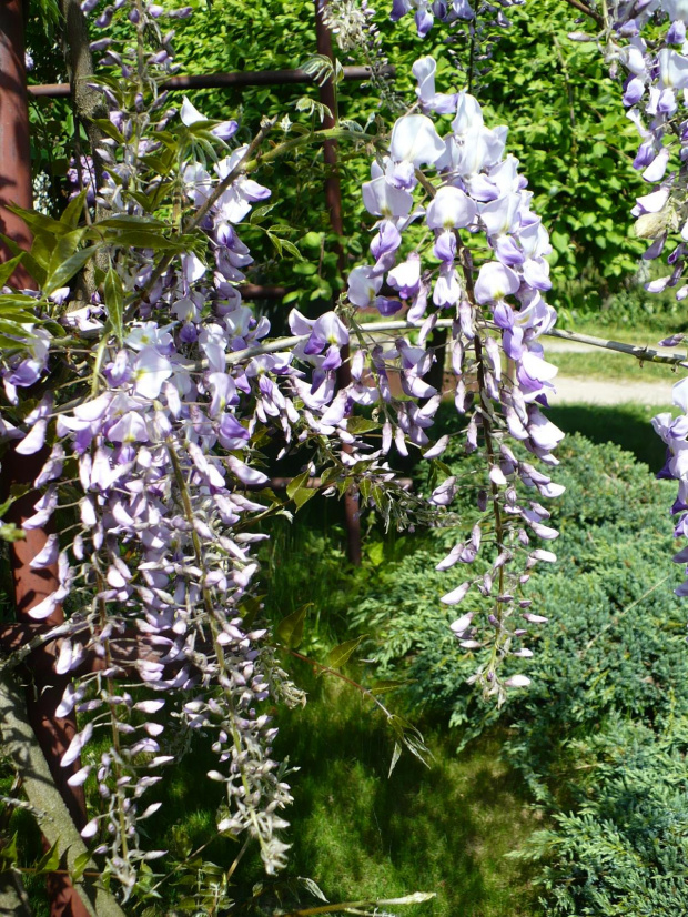 Wisteria-Glicynia