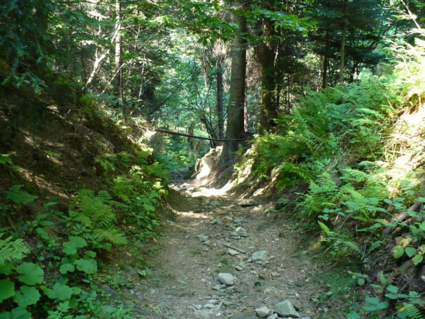 Droga na Łopień #droga #ścieżka #las #góry