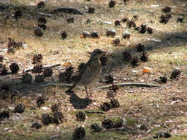 Kwiczoł (Turdus pilaris)