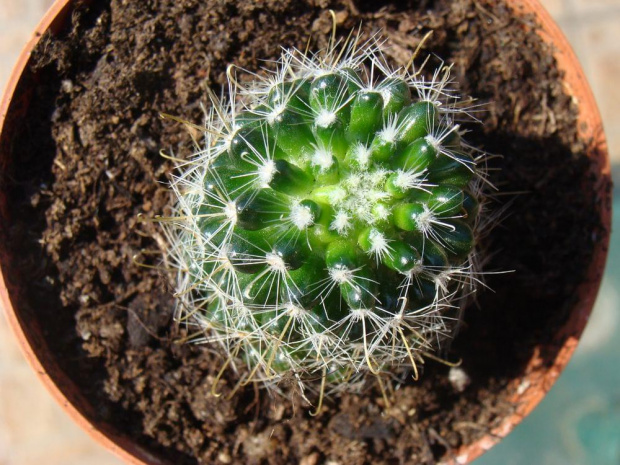 Mammillaria