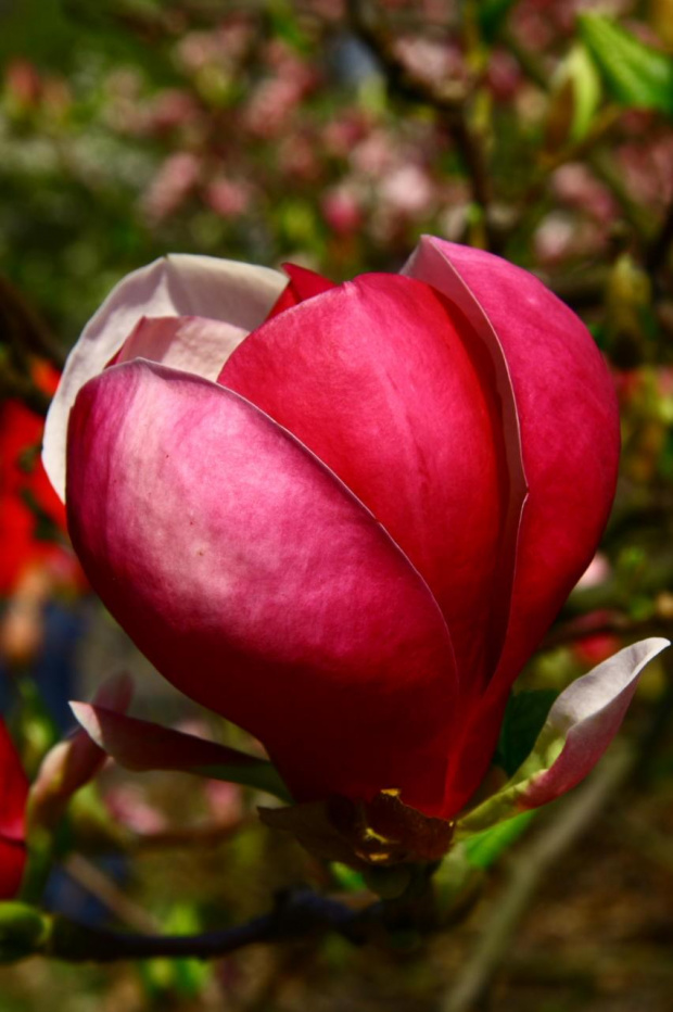 Kwiat Magnolii