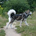 masza #AlaskanMalamute