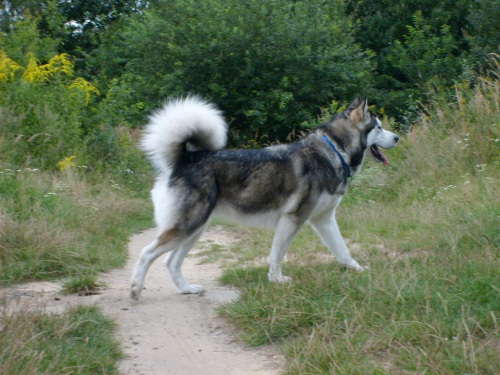 masza #AlaskanMalamute