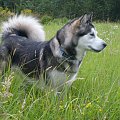 masza z howerli #AlaskanMalamute #MaszaZHowerli