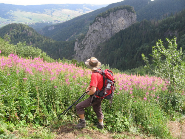 Łany wierzbówki i widok na Magurę Spiską #Góry #Tatry