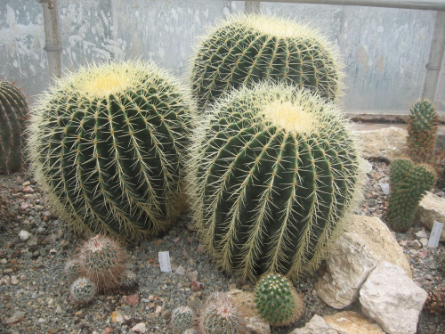 kaktus 4
ob
