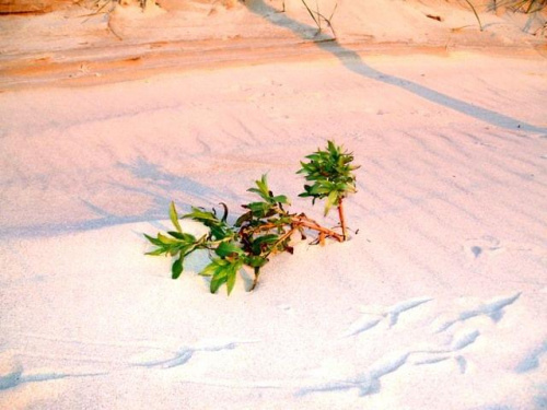 Rosną sobie w piasku roślinki na wydmie.