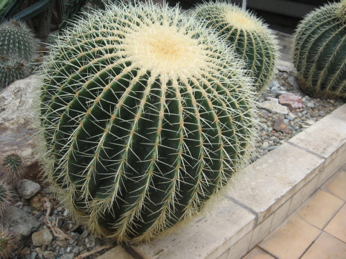kaktus 6