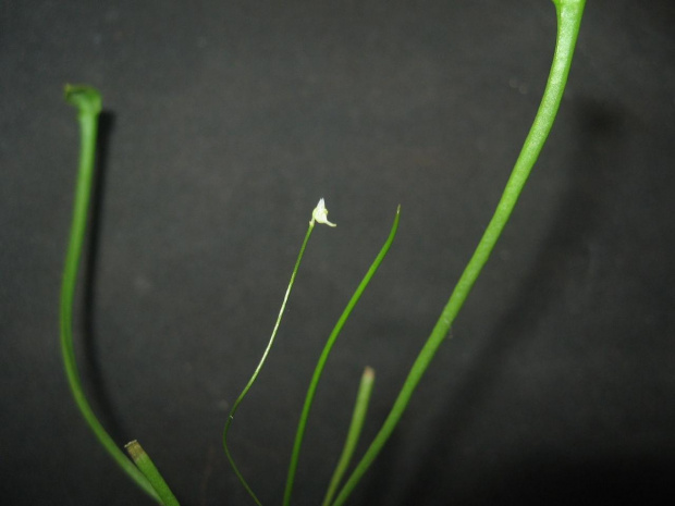 utricularia?