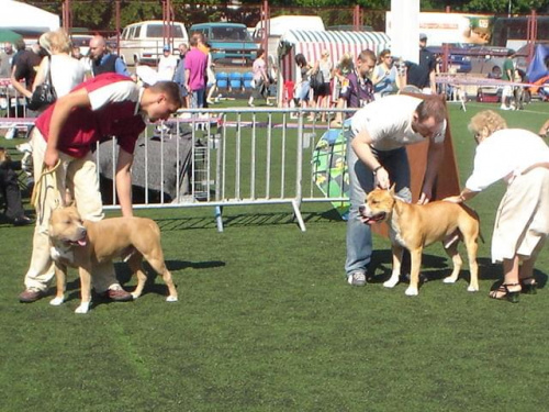 wystawa psów gdynia 2007