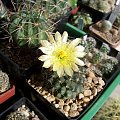 Copiapoa humilis