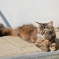 Lukrecja Marcowe Migdały f22 - 4 miesiące