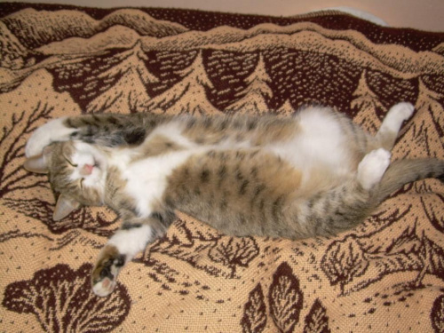 Czesio w najgłebszej fazie snu #kot