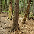 Puszcza bukowa na zboczach Bukowego Berda #las #drzewo #buk #góry #puszcza #Bieszczady #korzenie