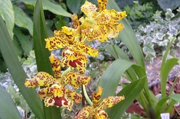 storczyk naturalny #storczyk