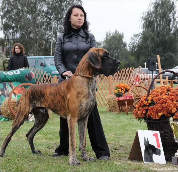 LEIT MOTIV de Ayalga - I dosk, Mł.Zw.Klubu 208, Naj. Junior, BIS Junior